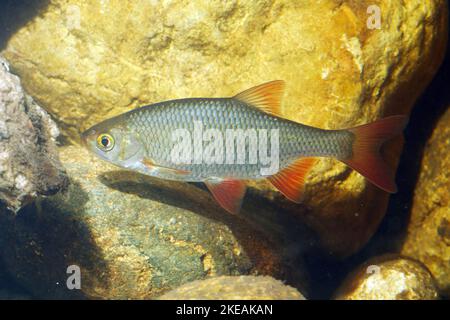 rudd (Scardinius erythrophthalmus), swimming in front of stones, Germany Stock Photo