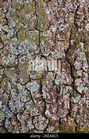 common birch, silver birch, European white birch, white birch (Betula pendula, Betula alba), bark covered with lichens, Germany, North Stock Photo