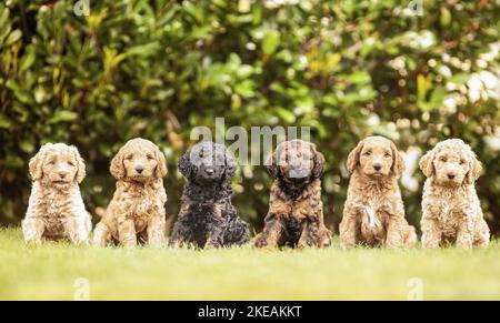 Labradoodle Puppies Stock Photo