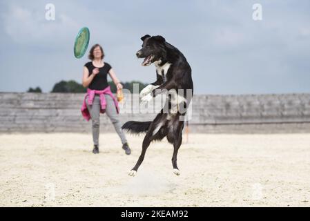 jumping Border-Collie-Mongrel Stock Photo