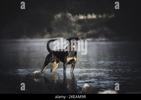 Rottweiler on the water Stock Photo