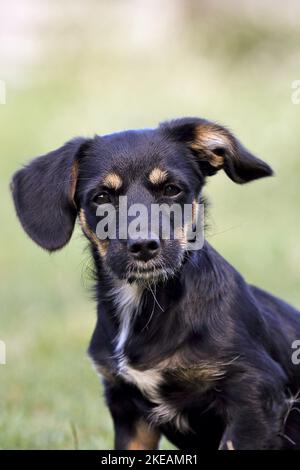 Dachshund-Mongrel Puppy Stock Photo