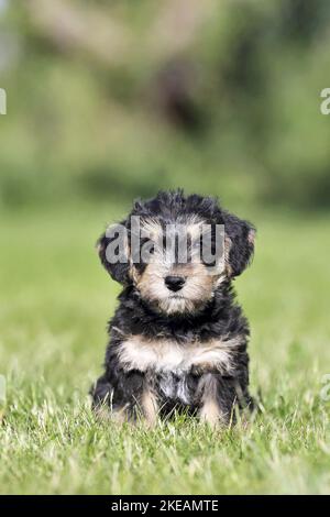 sitting Dachshund-Mongrel Puppy Stock Photo
