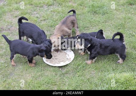 Dachshund-Mongrel Puppies Stock Photo