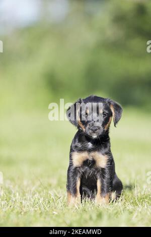 sitting Dachshund-Mongrel Puppy Stock Photo