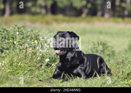 Labrador Retriever lies on meadow Stock Photo