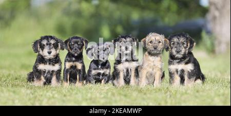 sitting Dachshund-Mongrel Puppies Stock Photo