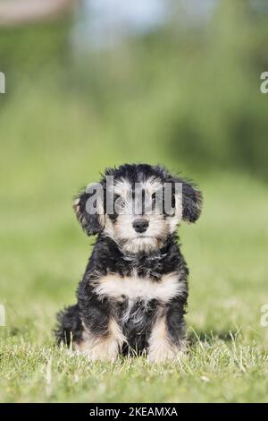 sitting Dachshund-Mongrel Puppy Stock Photo