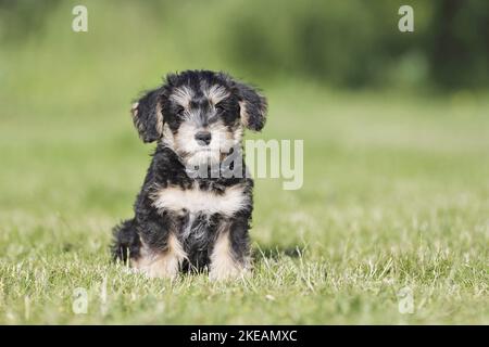 sitting Dachshund-Mongrel Puppy Stock Photo