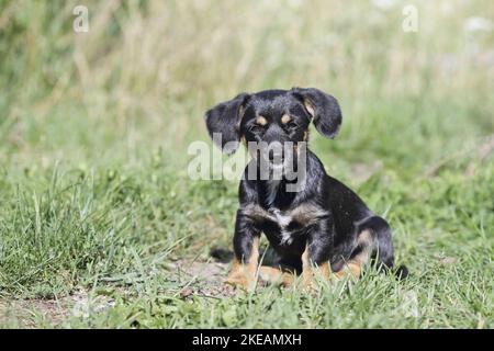 sitting Dachshund-Mongrel Puppy Stock Photo