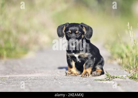 sitting Dachshund-Mongrel Puppy Stock Photo