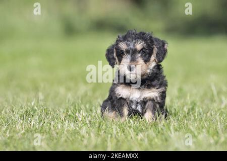 sitting Dachshund-Mongrel Puppy Stock Photo