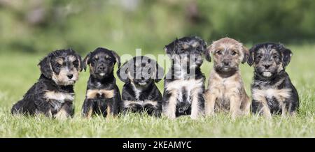 sitting Dachshund-Mongrel Puppies Stock Photo