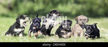 Dachshund-Mongrel Puppies Stock Photo