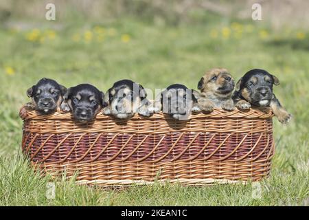 Dachshund-Mongrel Puppies in a basket Stock Photo