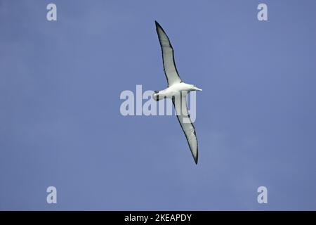 Shy albatross Thalassarche cauta in flight New Zealand Stock Photo