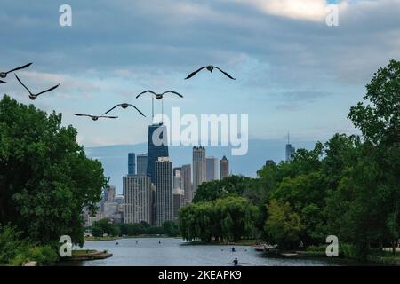 Canadian Geese flying in formation toward downtown Chicago Stock Photo