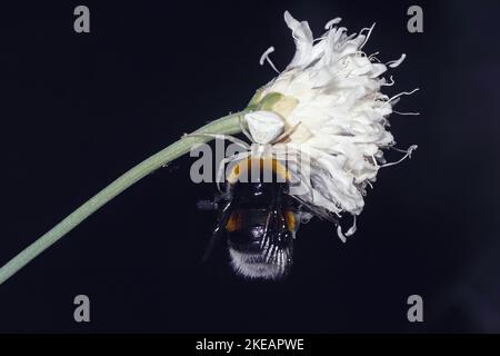 crab spider camouflaged on a white flower while catching a bumblebee Stock Photo