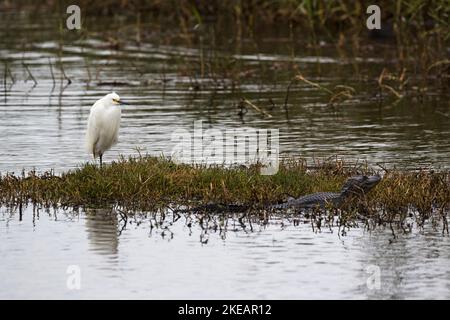 Snowy egret Egretta thula and American alligator Alligator mississipiensis on mat of vegetation in Shoveler Pond, Anahuac National Wildlife Refuge, Te Stock Photo