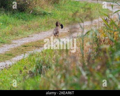 Great bittern Botaurus stellaris walking along a footpath carrying a European mole, Titchwell RSPB Reserve, Norfolk, England, UK, November 2019 Stock Photo