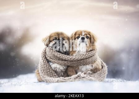 2 Pekinese in the winter Stock Photo