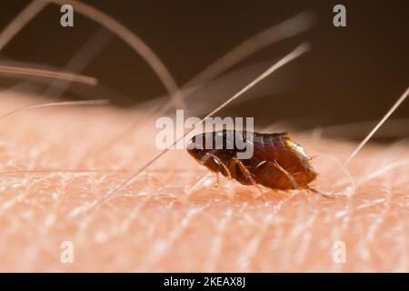 Squirrel flea on human skin (Ceratophyllus sciurorum) Stock Photo