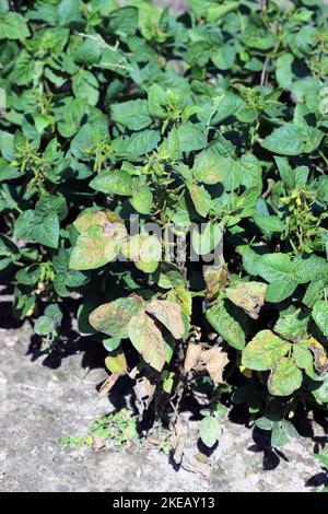 Soybean plants damaged by Red Spider Mite (Tetranychus urticae). Stock Photo