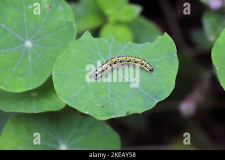 Caterpillar, cabbage white butterfly, Pieris brassicae, on a leaf of nasturtium. Stock Photo