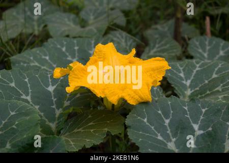 A big yellow squash flower growing in a pumpkin vine. The flowers of both summer and winter squash are edible, raw, fried, stuff with cheese, baked. Stock Photo