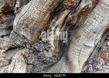 Black Locust bark (Robinia Pseudoacacia) in close up Stock Photo