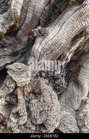 Black Locust bark (Robinia Pseudoacacia) in close up Stock Photo