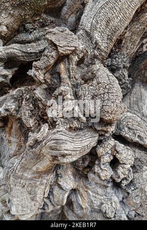 Black Locust bark (Robinia Pseudoacacia) in close up Stock Photo