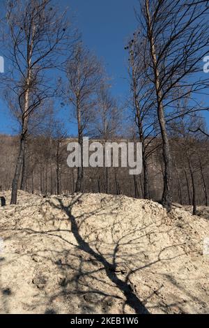 Burnt forest with shadow of charred trees projected on dry sand Stock Photo