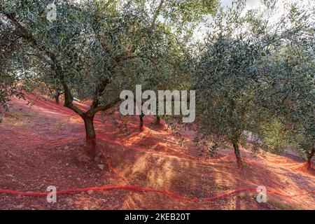 Olive tree being harvested Stock Photo
