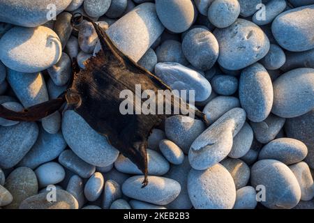 A shark's egg case (colloquially, a mermaid's purse) on a stoney shore. Cape Agulhas. L'Agulhas on the Overberg, Western Cape, South Africa. Stock Photo