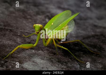 Large green praying mantis on a darck background Stock Photo