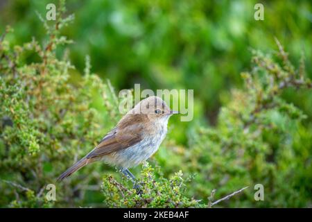 Lesser swamp warbler or Cape reed warbler (Acrocephalus gracilirostris). Western Cape. South Africa Stock Photo