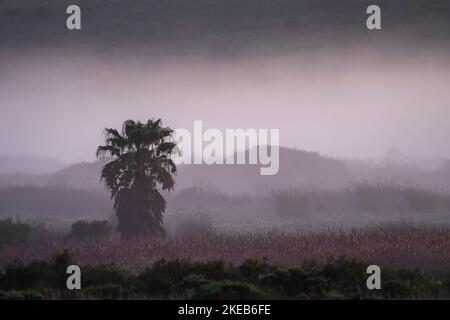 Weaver nests in a palm tree in the misty pre-dawn light. Western Cape. South Africa Stock Photo