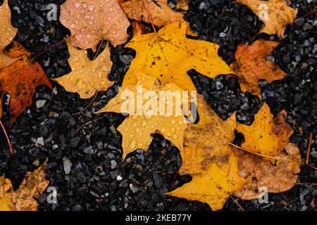 fall leaves on asphalt Stock Photo