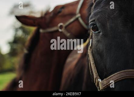 Mare and her foal. Horse with foal. Focus on horse eye Stock Photo