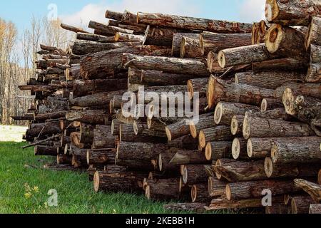 Closeup of logs stacked high in countryside. Stock Photo