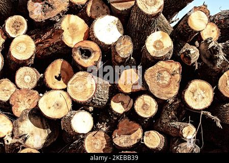 Closeup of logs stacked high in countryside. Stock Photo