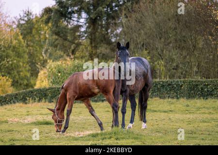 Mare and her beautiful foal. Horse with foal close-up. Stock Photo