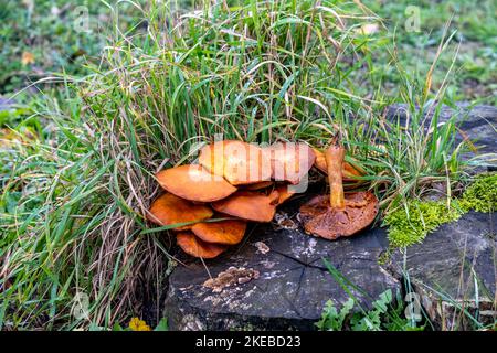 brown mushrooms on an old tree stump in a meadow Stock Photo