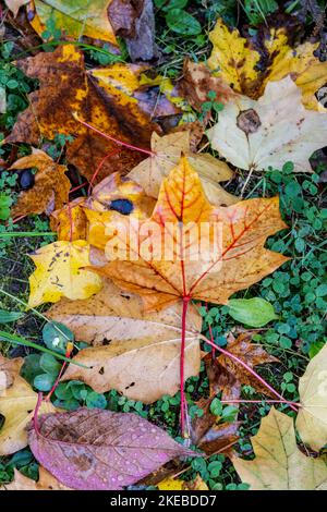 closeup of wet colorful autumn leaves on a green meadow Stock Photo
