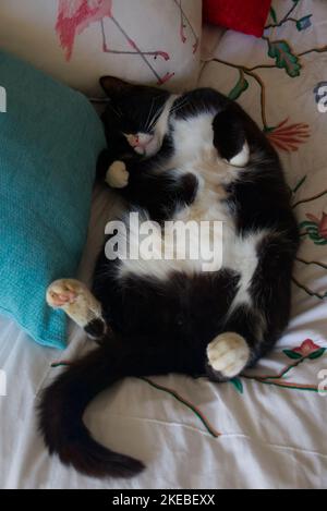 Relaxed domestic cat lying on bed Stock Photo