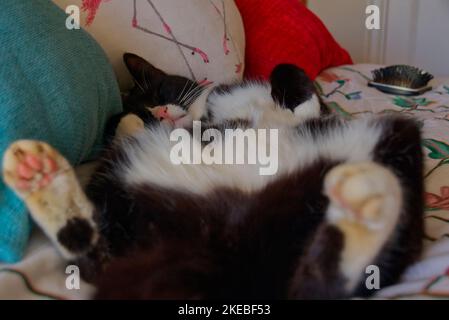 Relaxed domestic cat lying on bed Stock Photo