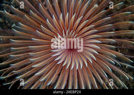 A Feather duster worm, Bispira sp., has a spiraled gill crown that extends from its tube embedded in sand near a reef in Indonesia. Stock Photo