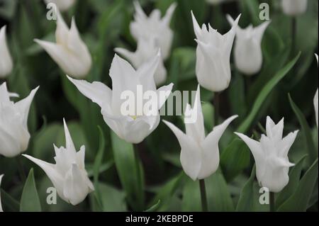 White lily-flowered tulips (Tulipa) Tres Chic bloom in a garden in April Stock Photo