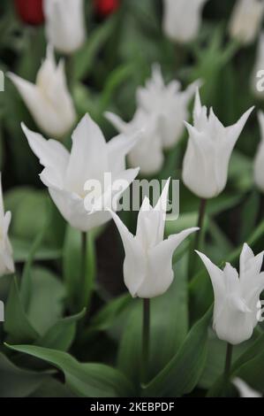 White lily-flowered tulips (Tulipa) Tres Chic bloom in a garden in April Stock Photo